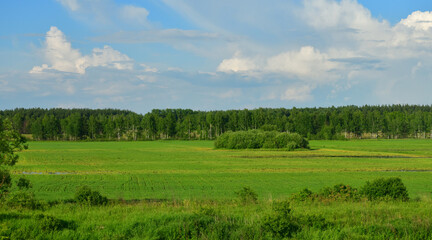 Nature of Russia at the beginning of summer - wild grass and birch trees