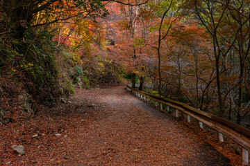 Obraz premium 秋の落ち葉に包まれた登山道