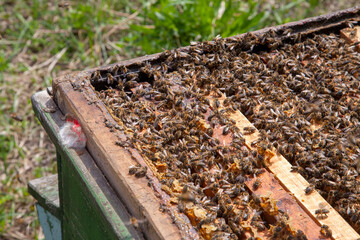 Open hive showing the bees swarming on a honeycomb..