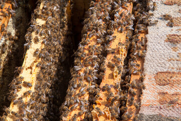 Open hive showing the bees swarming on a honeycomb..