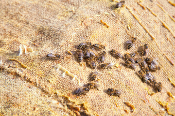 Bees swarming on vintage textile background..