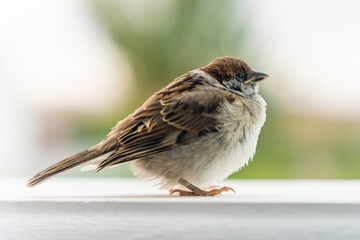Sick tousled young sparrow in the garden