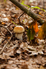 Single Boletus mushroom in the wild. Porcini mushroom grows on the forest floor at autumn season..