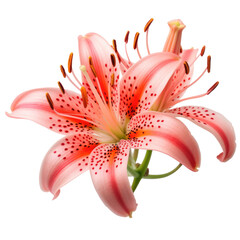 pink lily flower isolated on transparent background