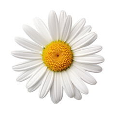Beautiful white Daisy (Marguerite) isolated on transparent background