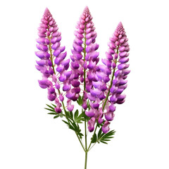 Purple pink lupin flower isolated on transparent background