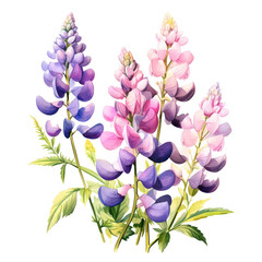 Purple pink lupin flower isolated on transparent background - obrazy, fototapety, plakaty
