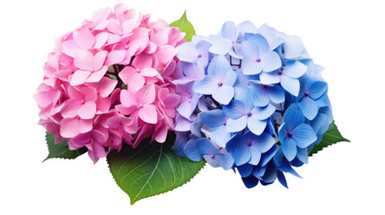 Obraz premium blue hydrangea isolated on transparent background