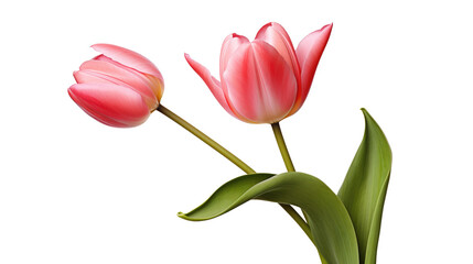 Red tulip flower.  Easter or Valentine's day greeting card. Isolated on transparent background