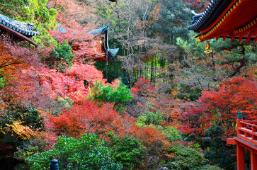 autumn in japan kyoto