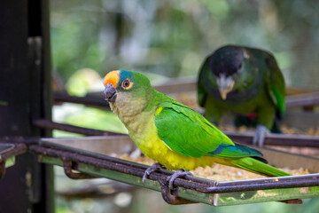 Periquito-rei (Eupsittula aurea), ararinha ou jandaia-coquinho.