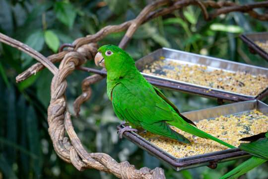 Periquit&atilde;o-maracan&atilde; (Psittacara leucophthalmus), conhecido por aratinga-de-bando, araguagua&iacute;, aragua&iacute;, araguari, arua&iacute;, maracan&atilde;, maricat&atilde; ou maritaca.