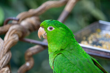 Periquitão-maracanã (Psittacara leucophthalmus), conhecido por aratinga-de-bando, araguaguaí, araguaí, araguari, aruaí, maracanã, maricatã ou maritaca.