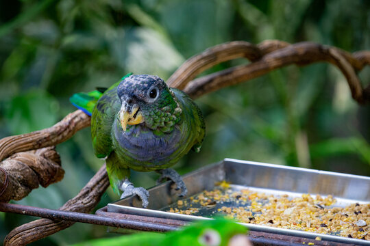 Maitaca-verde (Pionus maximiliani). Maritaca