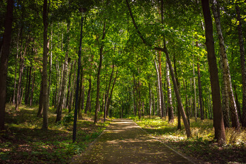 Droga przez park © Krzysztof Rostkowski