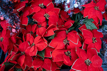 red poinsetti flowers in a basket with evergreen evergreen branches