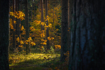 Jesien w lesie - obrazy, fototapety, plakaty