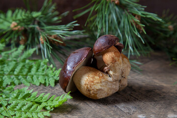Small family of Imleria Badia or Boletus badius mushrooms commonly known as the bay bolete on vintage wooden background..
