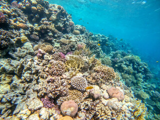 Underwater life of reef with corals and tropical fish. Coral Reef at the Red Sea, Egypt.
