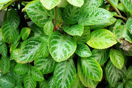 Group of green episcia cupreata or 'daun beludru hijau in the garden. full frame episcia cupreata for backgrounds and wallpapers.
