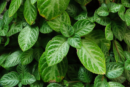 Group of green episcia cupreata or 'daun beludru hijau in the garden. full frame episcia cupreata for backgrounds and wallpapers.
