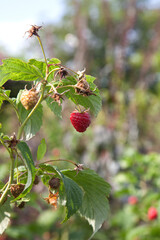 Ripe and unripe raspberry in the fruit garden. Growing natural bush of raspberry. Branch of raspberry in sunlight..