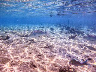 Spangled Emperor fish (Lethrinus Nebulosus) on his coral reef in the Red Sea, Egypt..