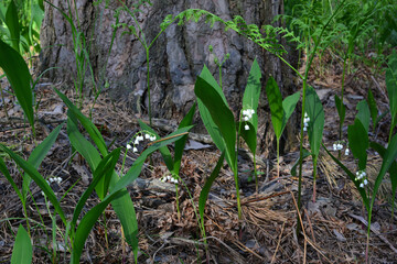 lawn with lily of the valley flowers in the forest  