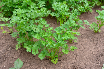 green parsley growing on the ground in the garden