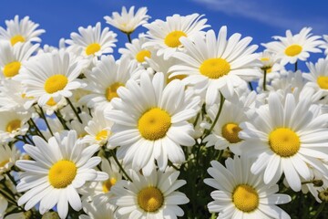  a bunch of white and yellow daisies against a blue sky with a few clouds in the backround.