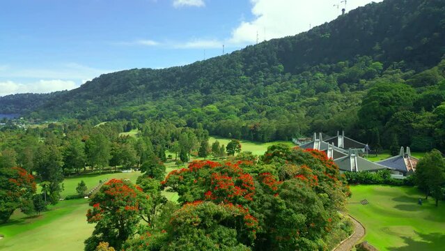 Delonix regia trees with red flowers on green golf fields in the mountains on Bali, Indonesia. Royal Poinciana, Flamboyant Tree, Flame Tree, Peacock Flower, Gulmohar.