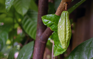 Green Cocoa pods grow on trees. The cocoa tree ( Theobroma cacao ) with fruits, Raw cocoa cacao...