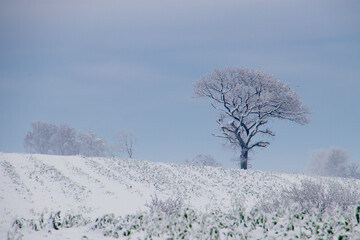 Old oak tree on the hill with snow