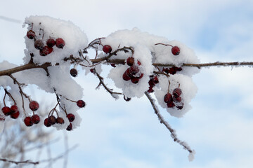 Red berries in the frost and snow