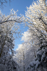 Snow-filled treetops with frost in December