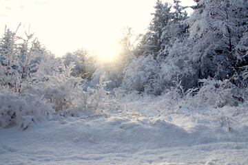 Sun in the snow in the forest