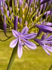 primer plano de las flores lilas de un agapanto