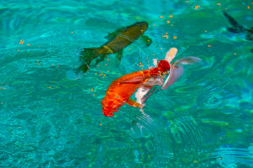 Experience the magic of limitless possibilities with Koi carp. Enjoy exciting moments amid...