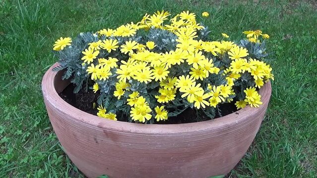 Big flowerpot with a flowering daisy plant in the garden.