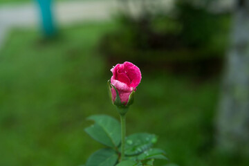 pink rose with water drops on the petals in the garden