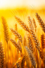 Close up of bunch of wheat in field.