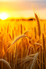 Field of wheat with the sun setting in the background.