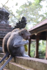 Monkeys in Paradise: Exploring Bali's Pristine Jungle Haven