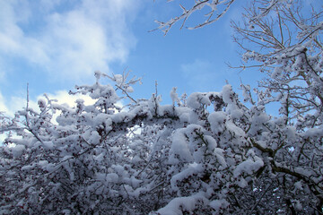 Snow and branches on a blue sky in December