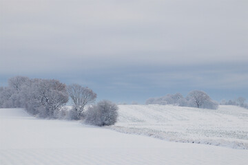 Snowy field with hoar frost on the trees so beautiful