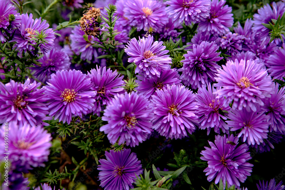 Poster chrysanthemum flowers