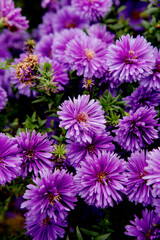 chrysanthemum flowers