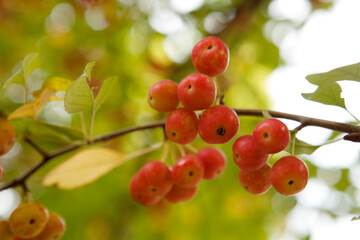 flowers of the wild apple tree