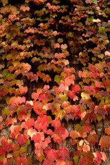 ivy of autumn