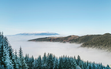 Beautiful Winter Landscape with Pine Trees Covered with Snow and Fog . Rila Mountain ,Bulgaria 